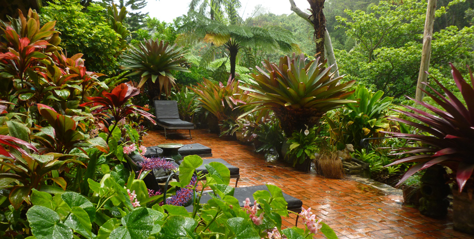 plan-a-tropical-garden-with-tropical-plant